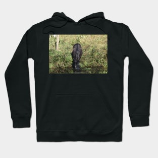 Wild Horse Hoodie